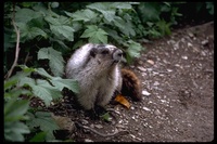 : Marmota sp.; Marmot