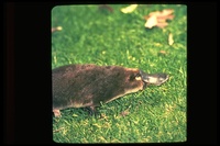 : Ornithorhynchidae anatinus; Duck-billed Platypus