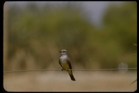 : Tyrannus verticalis; Western Kingbird