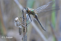 : Cordulia aenea; Downy Emerald