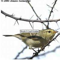 Brook's Leaf Warbler Phylloscopus subviridis