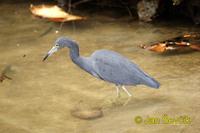 Photo of volavka modrošedá, Egretta caerulea, Little Blue Heron, Garza Azul