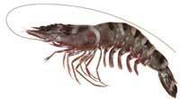 Black Tiger Prawn - Penaeus monodon