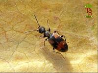 Anthicus antherinus