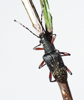 Evodinus clathratus var. leprieuri