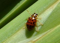 Anisosticta novemdecimpunctata