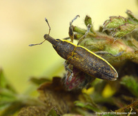Lixus albomarginatus