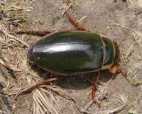 Dytiscus marginalis - Great Diving Beetle