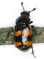 Nicrophorus vespillo