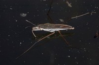 Gerris lacustris - Common Pondskater