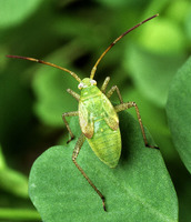 Adelphocoris lineolatus - Alfalfa Plant Bug