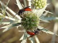 Sphecodes albilabris