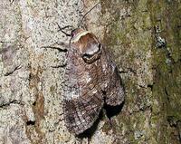 Cossus cossus - Goat Moth