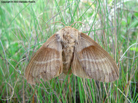 Macrothylacia rubi - Fox Moth