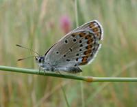 Plebeius argyrognomon - Reverdin's Blue