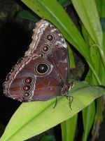 Morpho peleides - Blue Morpho