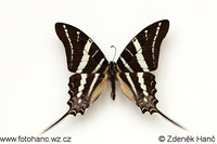 Graphium rhesus