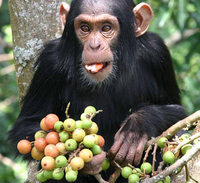 Chimpanzee (Pan troglodytes)