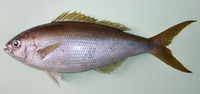 Apsilus fuscus, African forktail snapper: fisheries