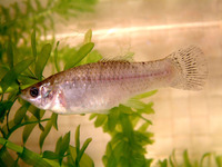 Poecilia formosa, Amazon molly: aquarium