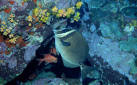 Prionurus biafraensis, Biafra doctorfish: fisheries