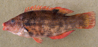 Symphodus bailloni, Baillon's wrasse: