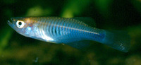 Hypsopanchax zebra, Zebra lampeye: aquarium