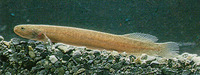 Neochanna apoda, Brown mudfish: