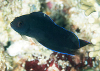 Ogilbyina novaehollandiae, Multicolored dottyback: aquarium