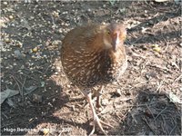 Ceylon Junglefowl Gallus lafayettei