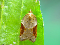 Acleris laterana