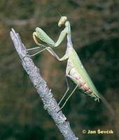 Hierodula tenuidentata