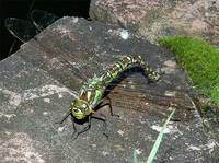 Aeshna cyanea - Southern Hawker Dragonfly