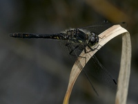 Sympetrum danae - Black Darter