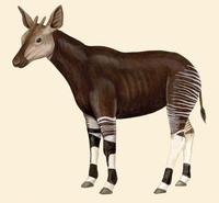 Image of: Okapia johnstoni (okapi)