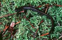 Image of: Batrachoseps attenuatus (California slender salamander)