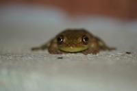 Smilisca sordida