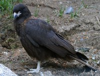 Phalcoboenus australis - Striated Caracara