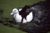 Tadorna radjah - Radjah Shelduck