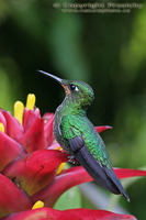 Lampornis castaneoventris calolaema - Purple-throated Mountain Gem