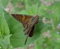 Image of: Epargyreus clarus (silverspotted skipper)