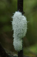 Image of: Eriosomatidae (gall-making aphids and woolly aphids)