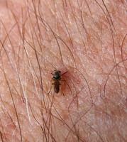 Image of: Simuliidae (black flies and buffalo gnats)