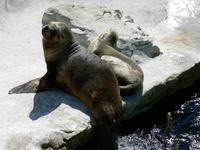 Otaria flavescens - South American Sea Lion