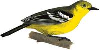 Image of: Aegithina tiphia (common iora)