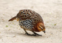 Image of: Bambusicola fytchii (mountain bamboo-partridge)