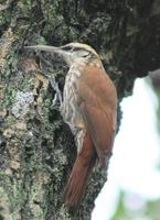 Image of: Lepidocolaptes angustirostris (narrow-billed woodcreeper)