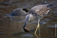 Image of: Nyctanassa violacea (yellow-crowned night heron)