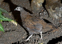 Image of: Polyplectron napoleonis (Palawan peacock-pheasant)