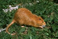 Myocastor coypus - Nutria